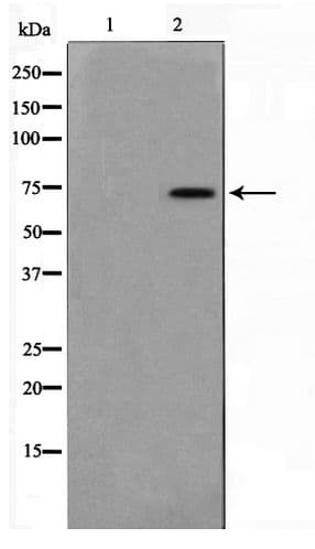 MED17 / TRAP80 Antibody