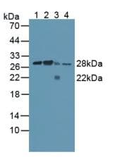 CAPNS1 / CAPN4 Antibody (aa1-268, Biotin)
