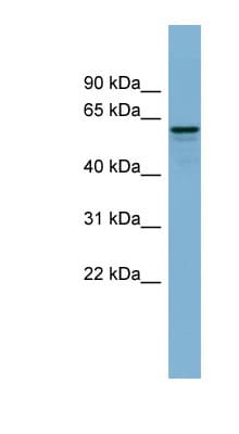 DCTN4 / Dynactin 4 Antibody (aa71-120)