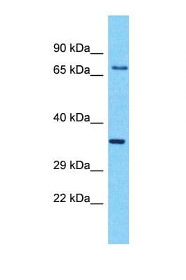 OR6M1 Antibody (C-Terminus)
