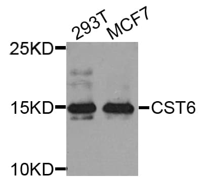 CST6 / Cystatin E/M Antibody