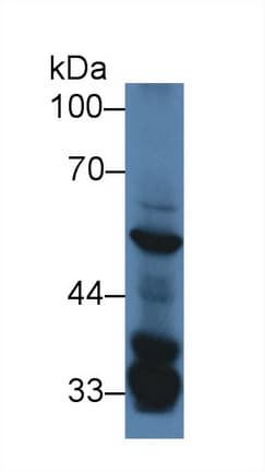 SGK3 Antibody (aa141-368)