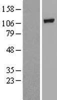 GBA2 Protein (Over-Expression Lysate Myc-DDK (Flag))