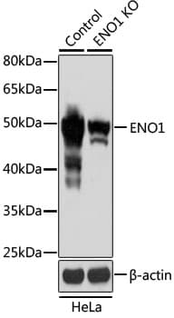 ENO1 / Alpha Enolase Antibody