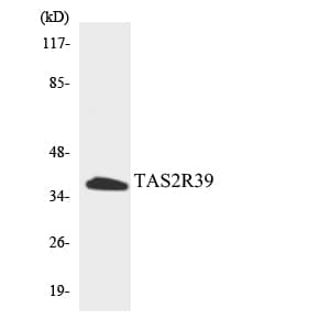 Polyclonal Rabbit anti-Human TAS2R39 Antibody (aa208-257, WB)