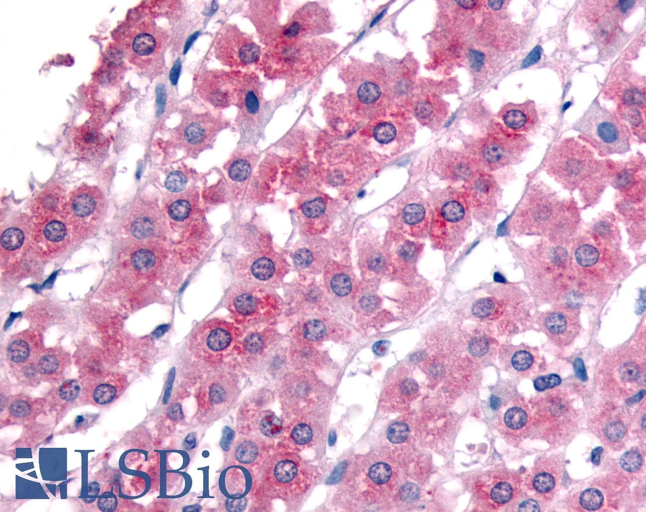 ATM Antibody (C-Terminus, Biotin)