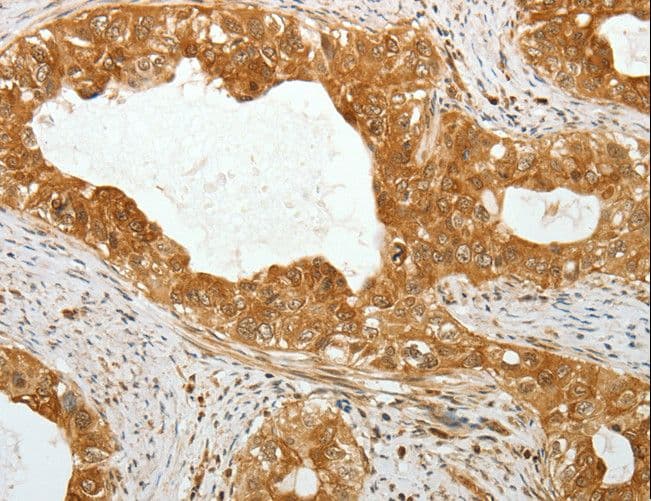 TEKT1 Antibody