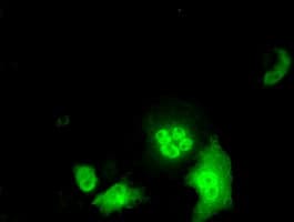 Monoclonal Mouse anti-Human ID3 Antibody (clone OTI15F4, IHC, IF, WB)