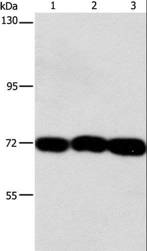 CKAP4 Antibody