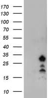 FXN / Frataxin Antibody (clone OTI3F3)