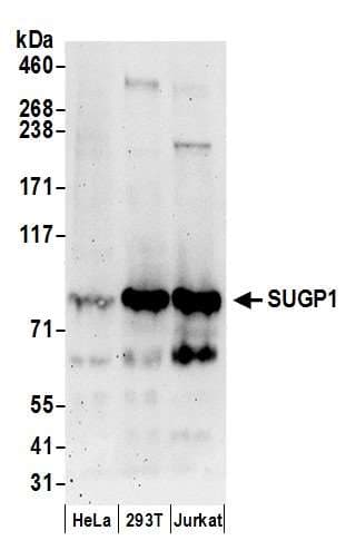 SUGP1 / SF4 Antibody (aa595-645)