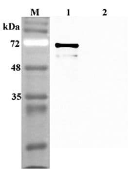 SIRT1 / Sirtuin 1 Antibody