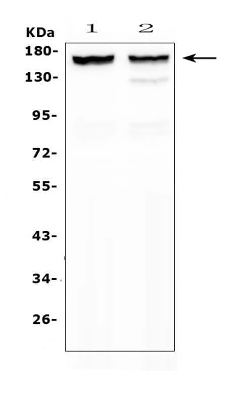 MYBPC3 / MYBP-C Antibody (aa1070-1123)