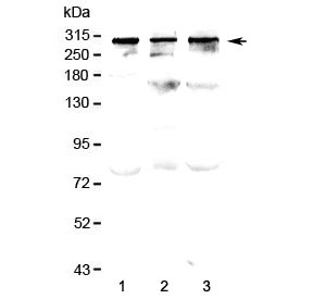 TPR Antibody