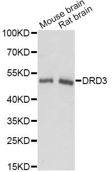 DRD3 / Dopamine Receptor D3 Antibody