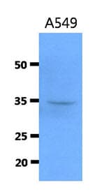 CTSS / Cathepsin S Antibody (clone AT1F9)