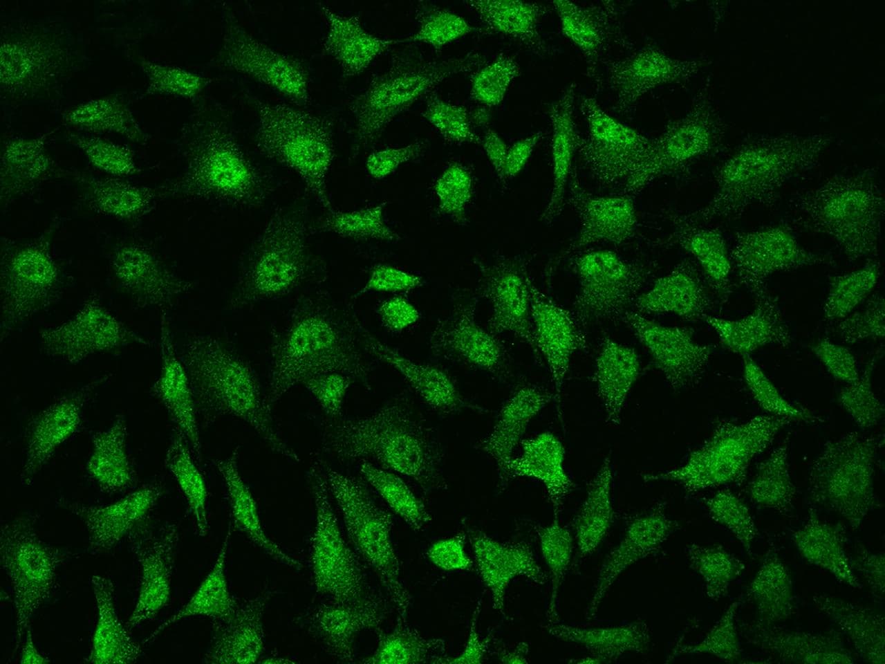 RBL1 / p107 Antibody