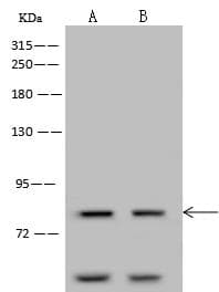 CDH12 / Cadherin 12 Antibody