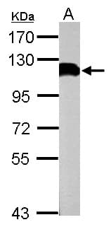 USP13 Antibody (C-Terminus)