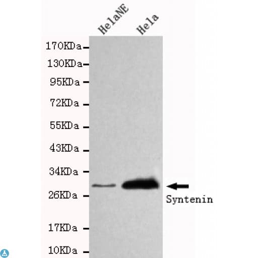SDCBP / Syntenin Antibody
