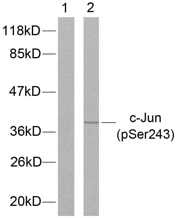 Polyclonal Rabbit anti-Human JUN / c-Jun Antibody (phospho-Ser243, IHC, WB)