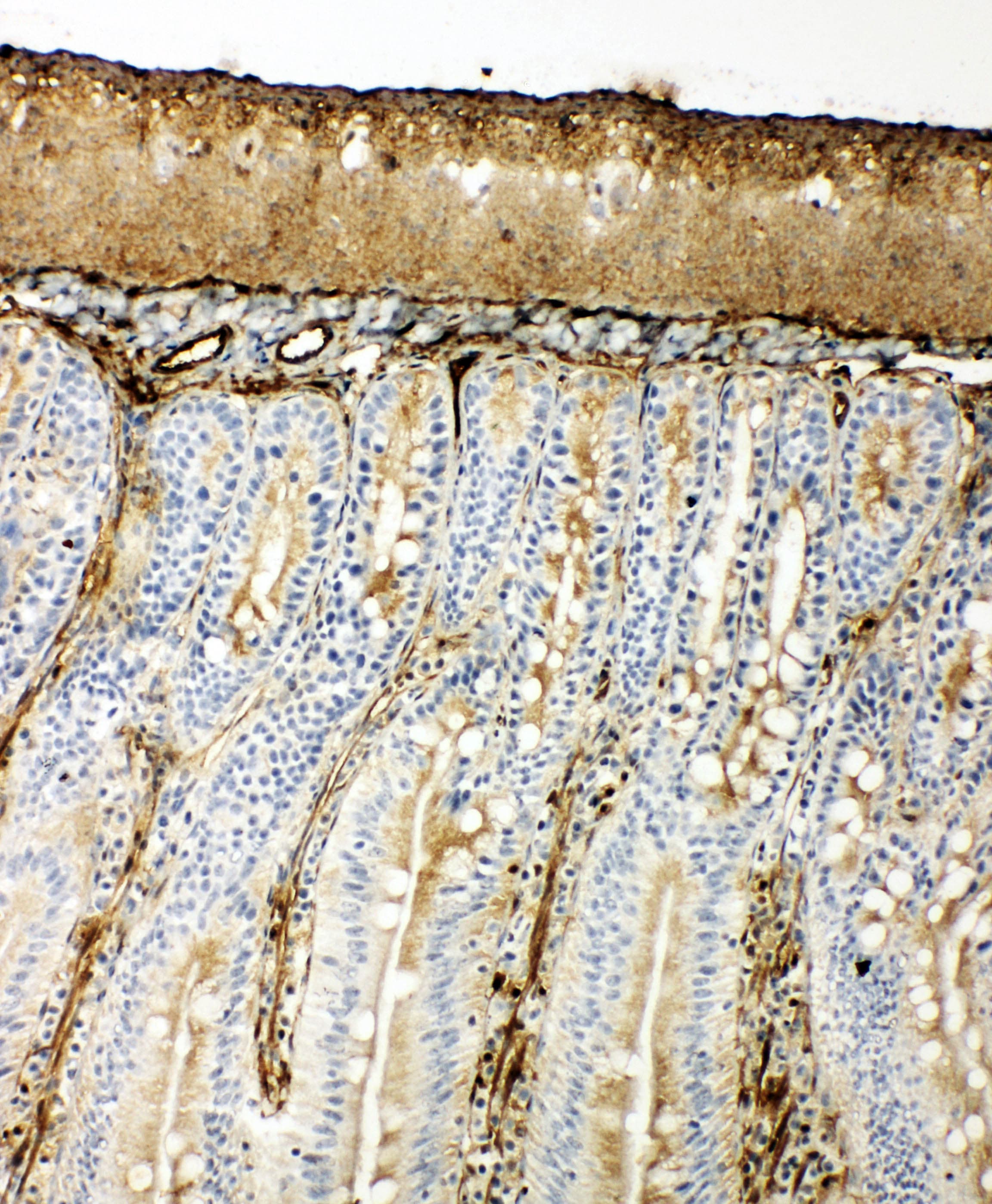 HSP70 / Heat Shock Protein 70 Antibody (aa577-596)