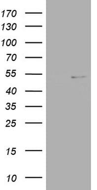 NR2C1 Antibody (aa1-237, clone OTI1E9)