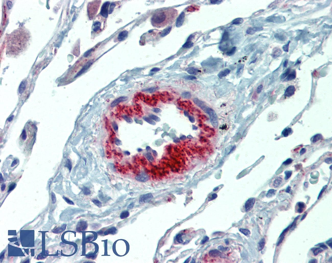 PathPlus™ IL23A / IL-23 p19 Antibody (clone HLT2736)