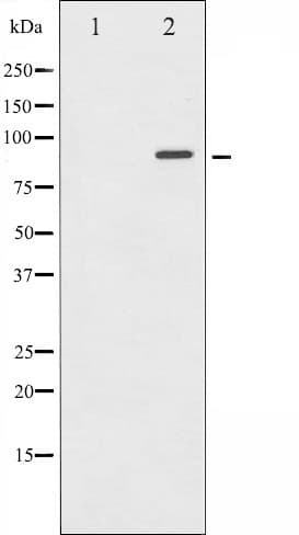 STAT6 Antibody