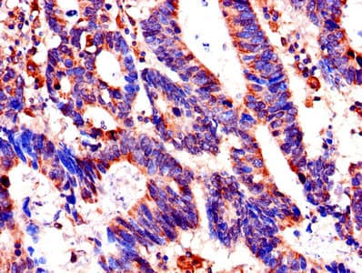 Polyclonal Rabbit anti-Human FKBP6 Antibody