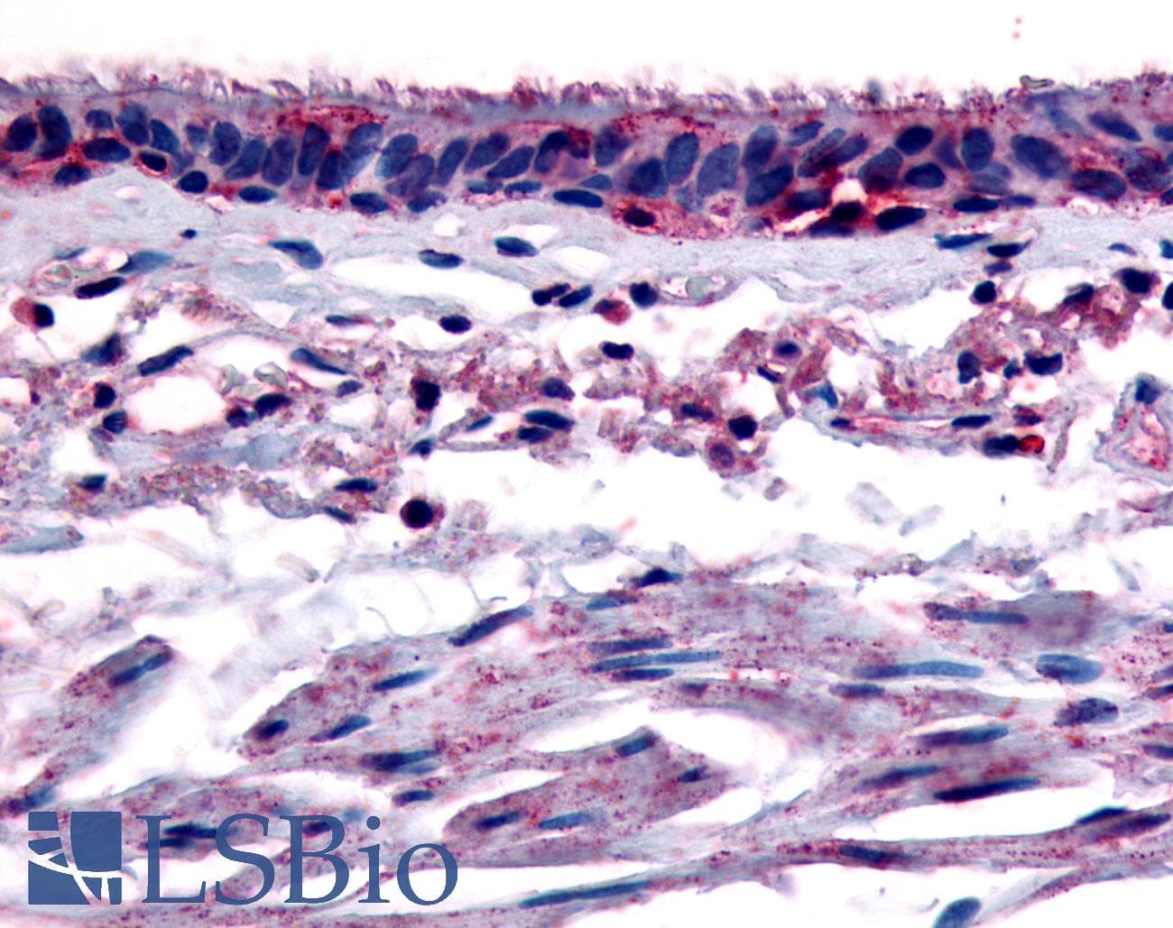 IHC-plus™ AHR Antibody (N-Terminus)