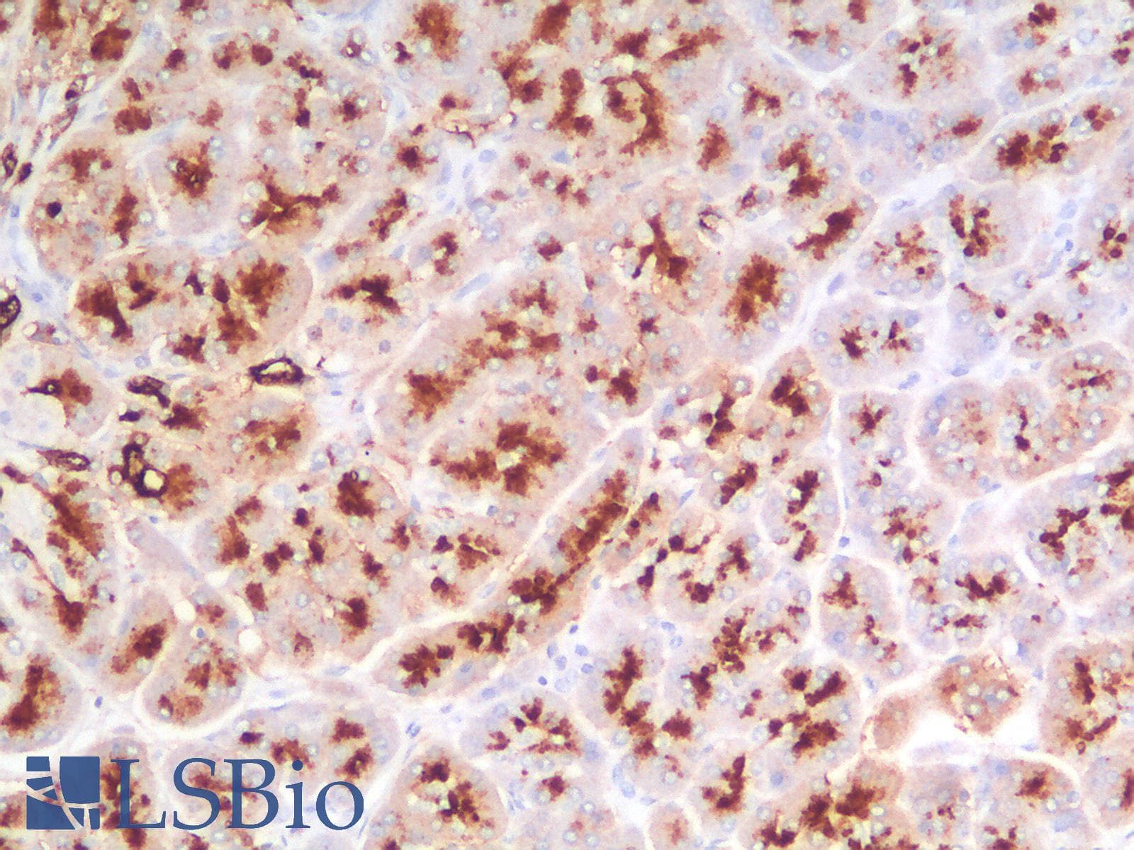 PathPlus™ EMA / MUC1 Antibody (clone MUC1/1887R)