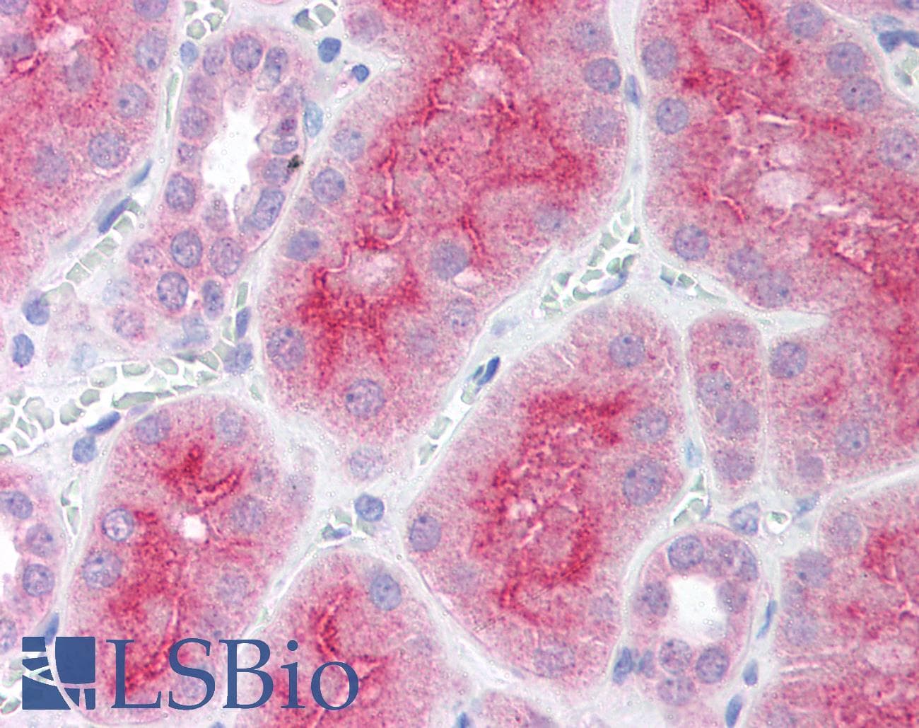 PARP2 Antibody (aa401-450)