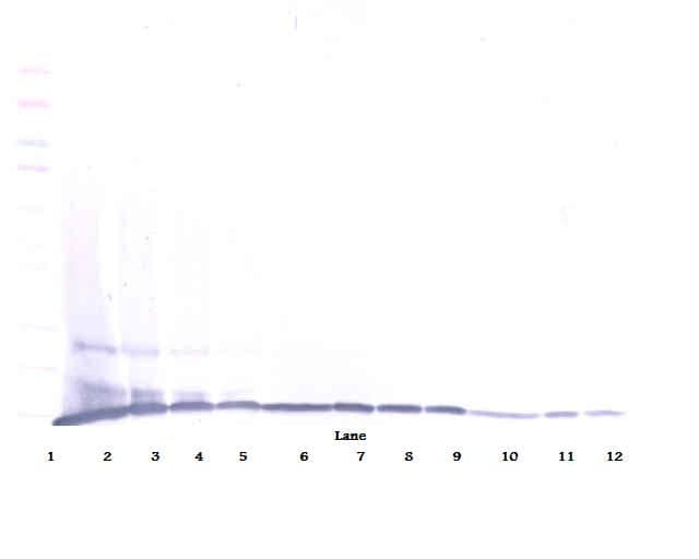 Polyclonal Rabbit anti-Mouse Ccl9 / MIP-1 Gamma Antibody (WB)