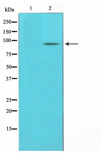 KAT2B / PCAF Antibody