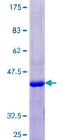 Human KRTAP13-3 Protein (Recombinant GST)