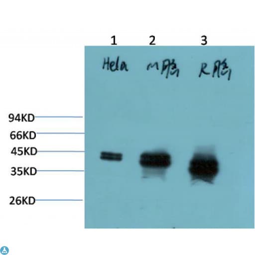 ERK1 + ERK2 Antibody
