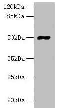 FAM69A Antibody