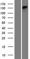 ATP13A4 Protein (Over-Expression Lysate Myc-DDK (Flag))
