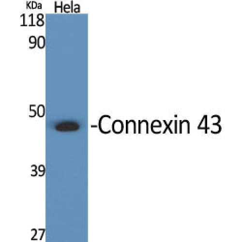 GJA1 / CX43 / Connexin 43 Antibody (310-390 aa, C-terminal)