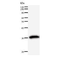 Monoclonal Mouse anti-Human USF2 Antibody (clone USF2E12D9, IF, WB)