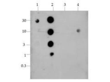 HIST4H4 Antibody (Me2-Lys20)