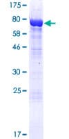 Human NAV1 Protein (Recombinant GST)