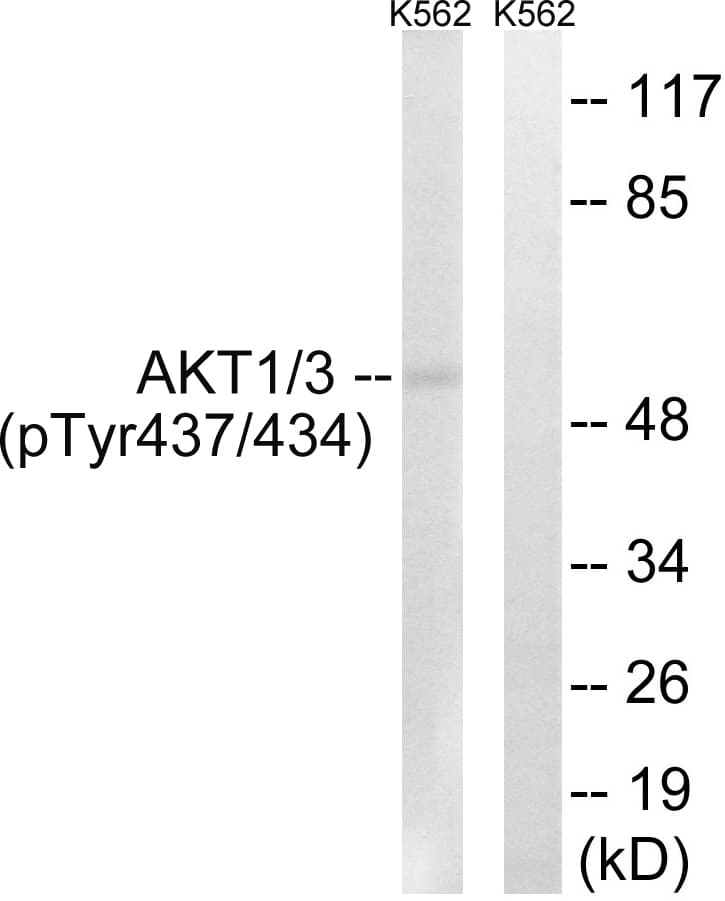 AKT1 + AKT3 Antibody (phospho-Tyr437/Tyr434)