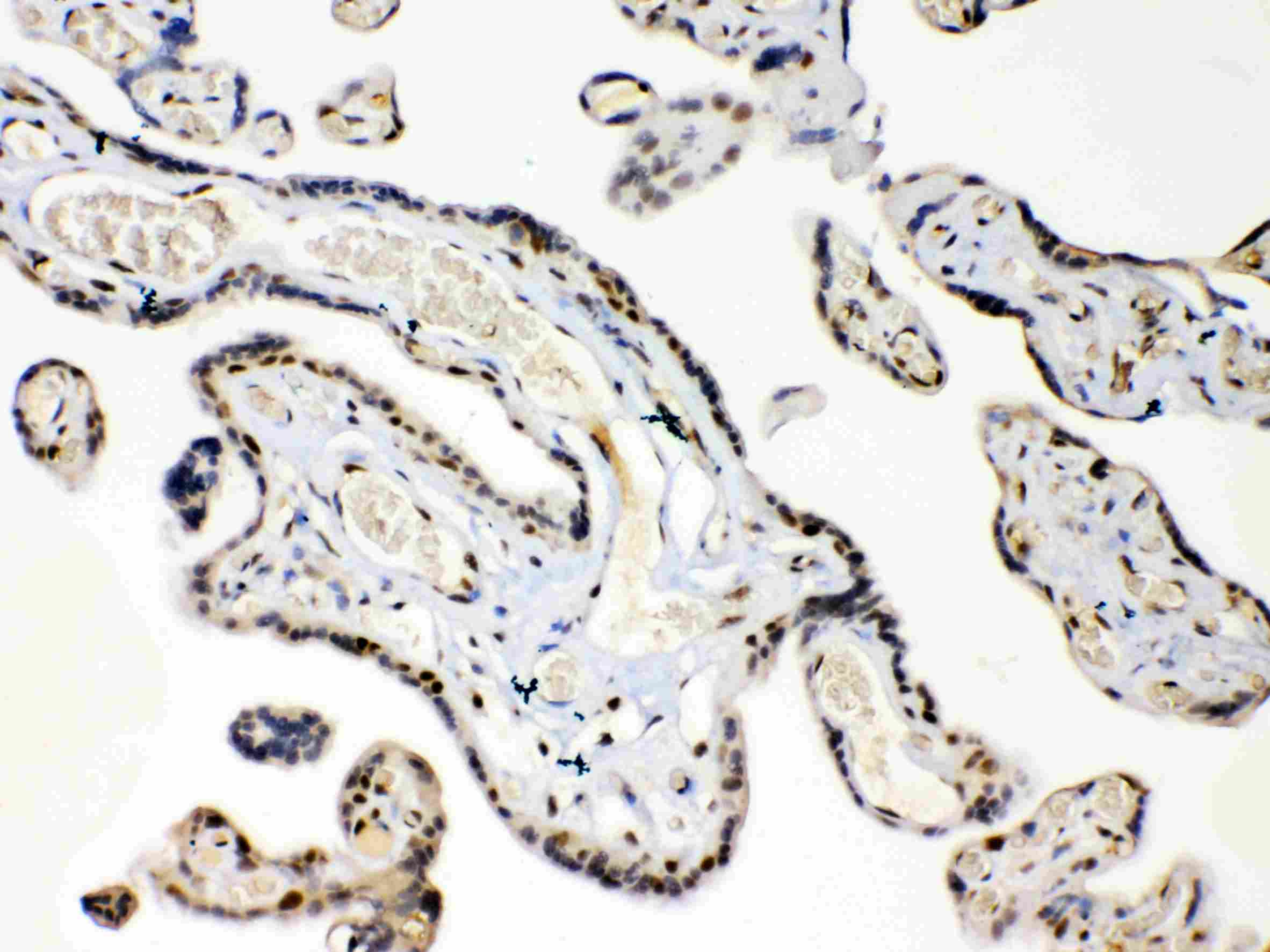 HMG1 / HMGB1 Antibody