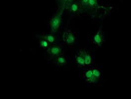 SNX8 Antibody (clone OTI1E5)