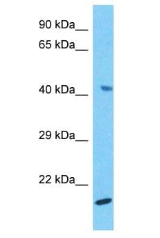H2BFWT Antibody (aa29-78)