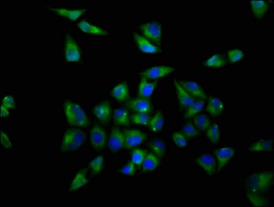 OPRL1 / ORL1 Antibody