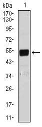 BPIFB1 Antibody (Amino Acid: 248-475, clone 1F11E3)