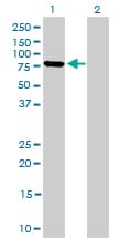 Mitofusin 2 / MFN2 Antibody (clone 4H8)
